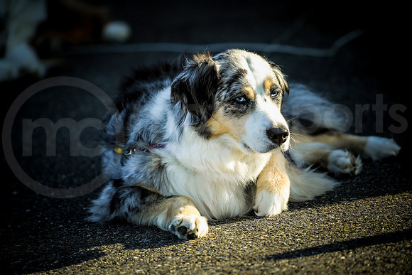 PPLX_ACNW_MCMD_2025_0809-21
